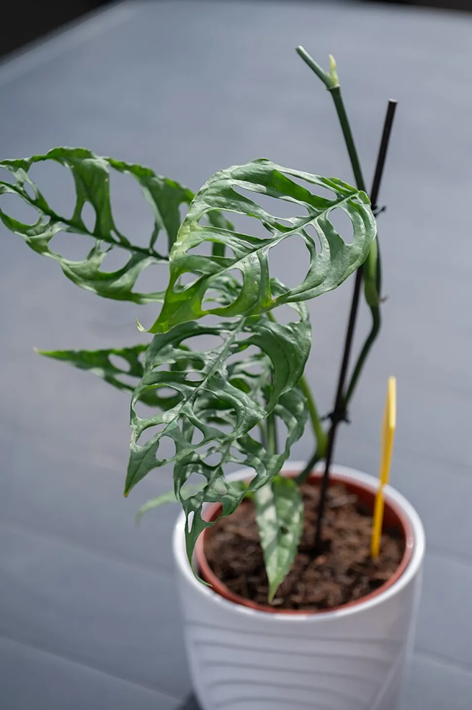 Monstera obliqua Peru in een pot