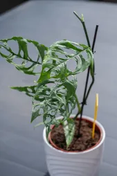 Monstera obliqua Peru num vaso