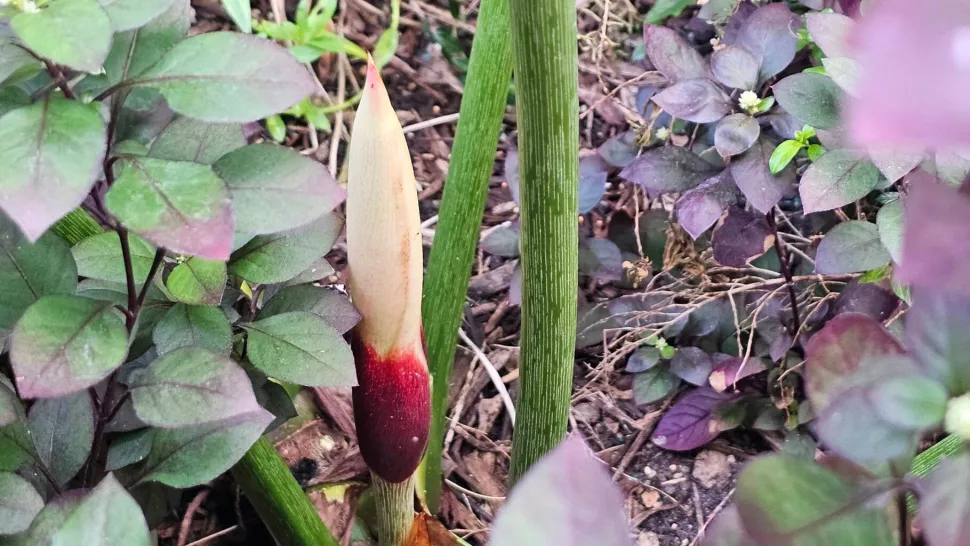 Filodendro pastazanum fiore