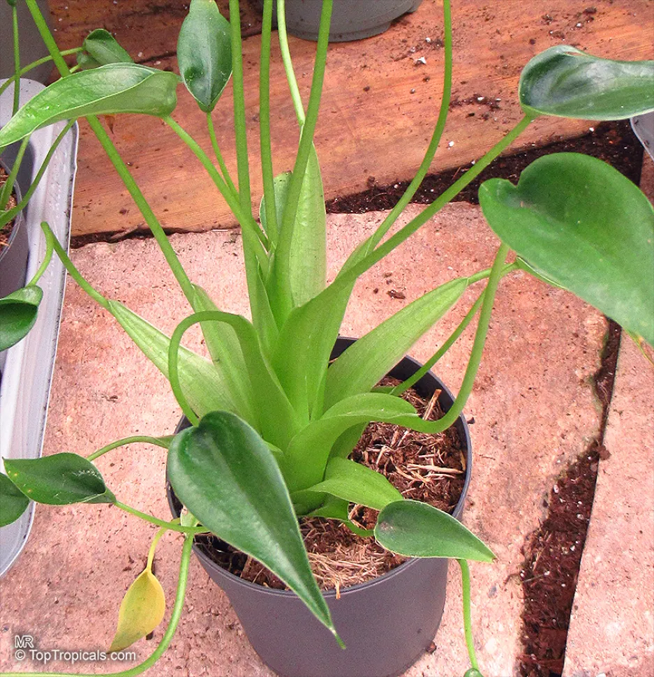 Dwerg Alocasia Tiny Dancer