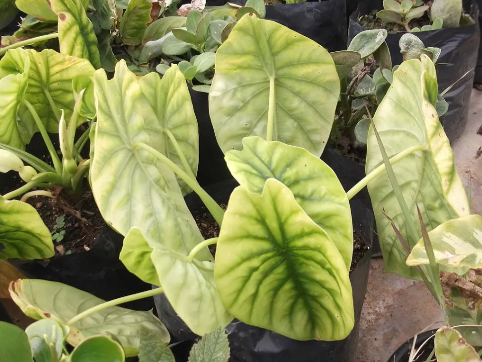 Alocasia cuprea feuilles vertes