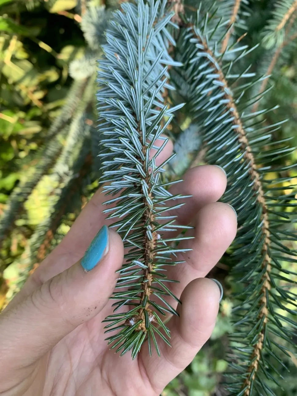Blue-green needles Picea sitchensis