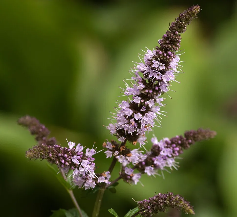 Pebermynteblomst
