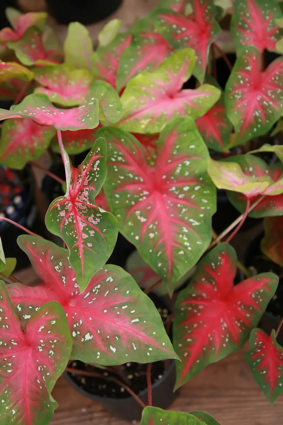 Caladium vlezige groene bladeren gespikkeld met roze