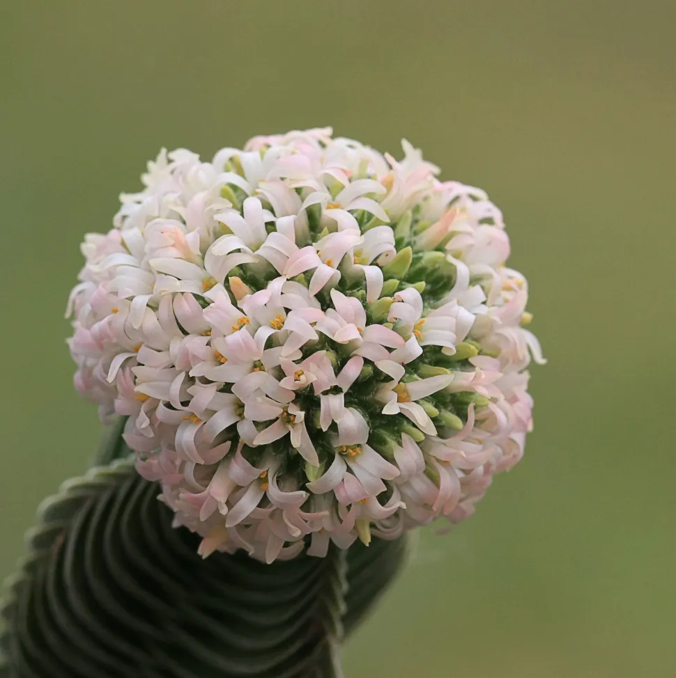 Blüten von Crassula Buddha's temple