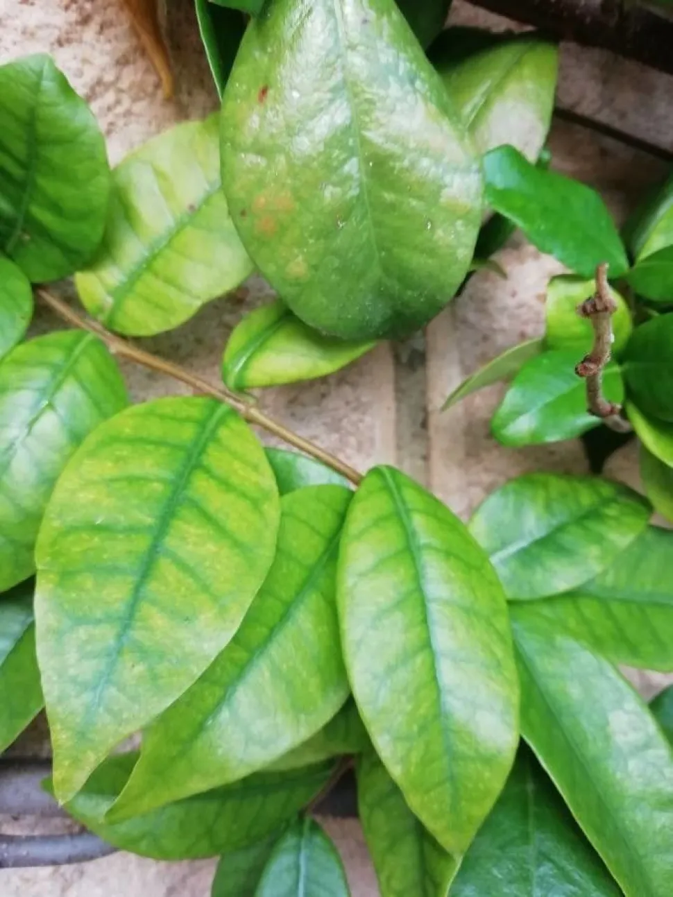 Bright green leaves Jasmine 'Star of Venice