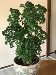 Polyscias fruticosa Elegans en maceta