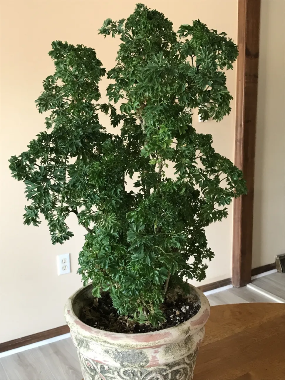 Polyscias fruticosa Elegans in pot