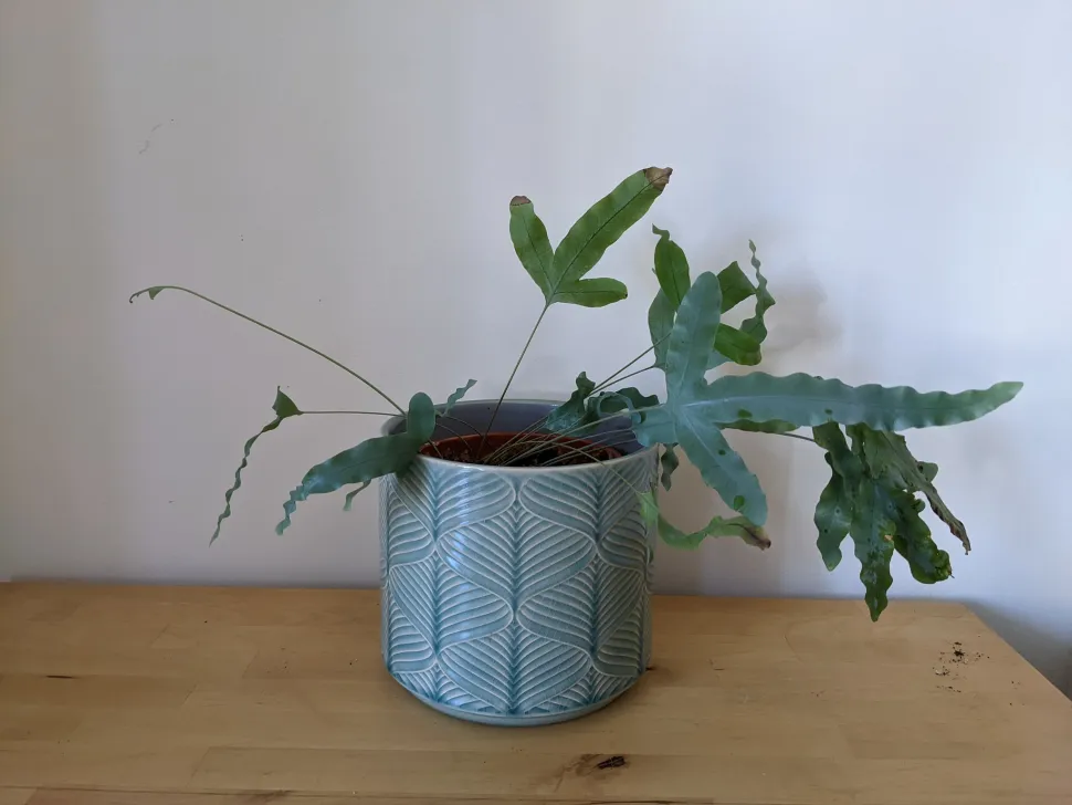 Phlebodium aureum im Topf