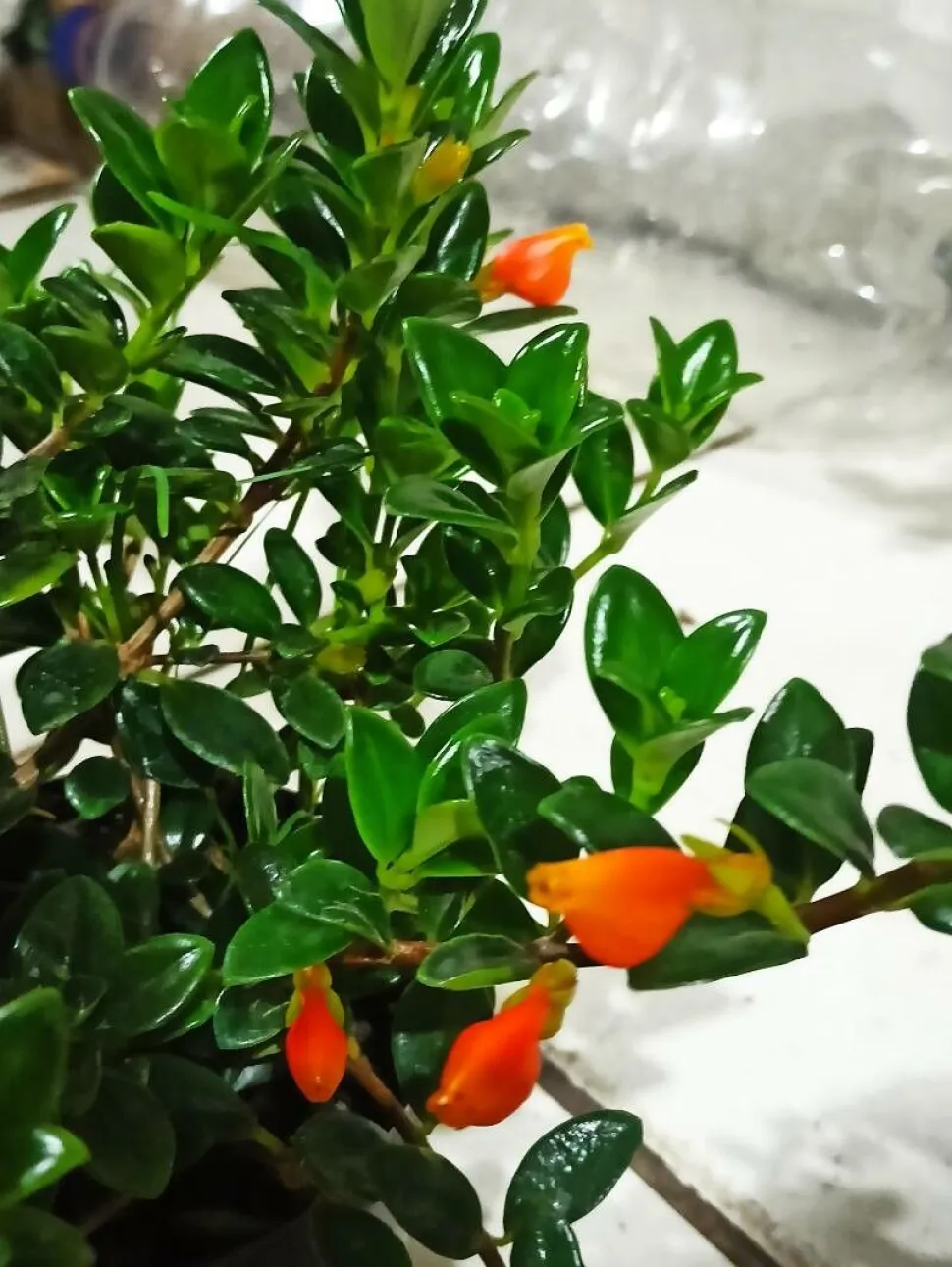 Nematanthus 'Après' in pot
