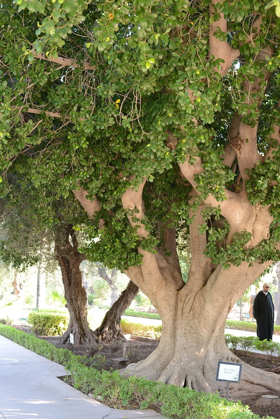 Ficus retusa nel terreno