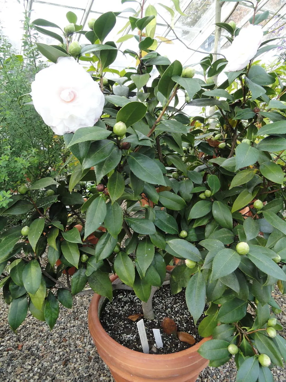Camellia japonica 'Nuccio's pearl' in vaso