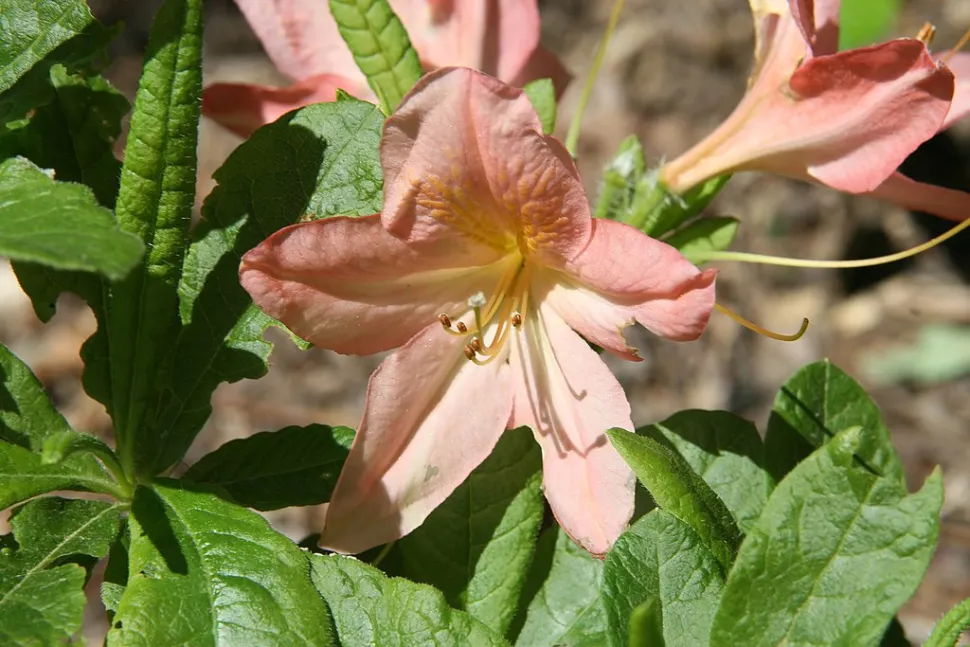 Rhododendron japonicum flor rosa