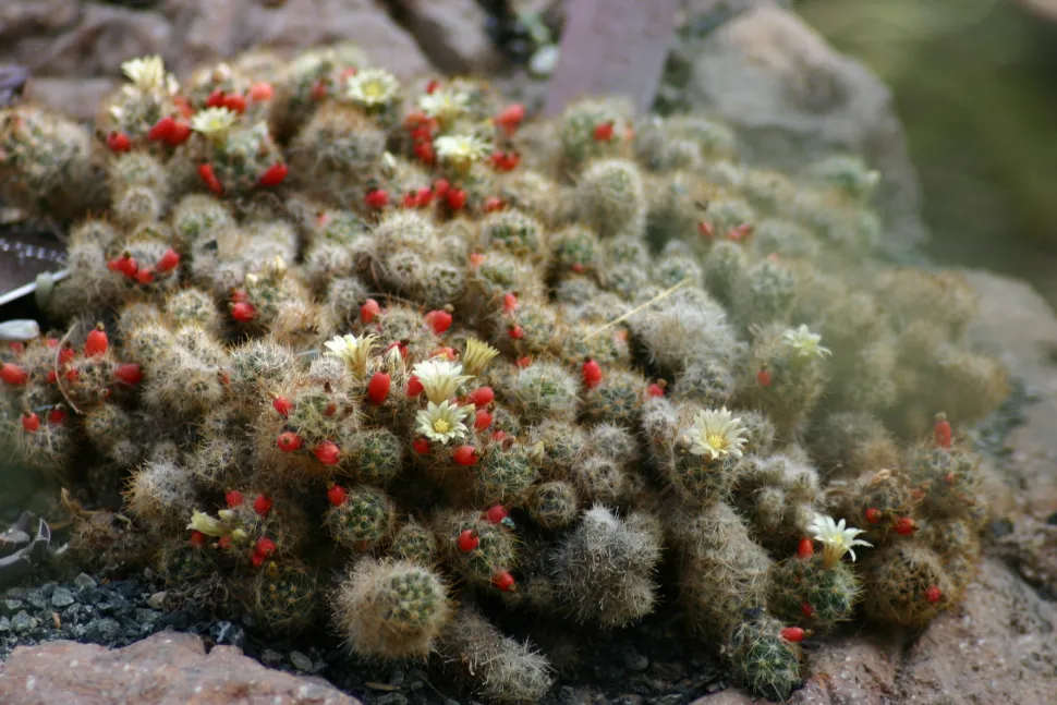 Mammillaria elongata weiße Blüte rote Beeren