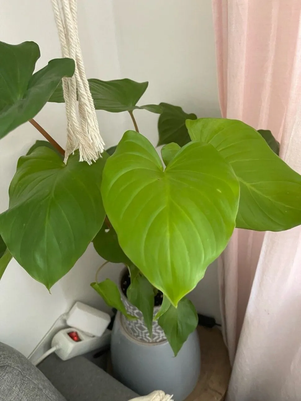 Homalomena Maggy groene bladeren bruine stengels
