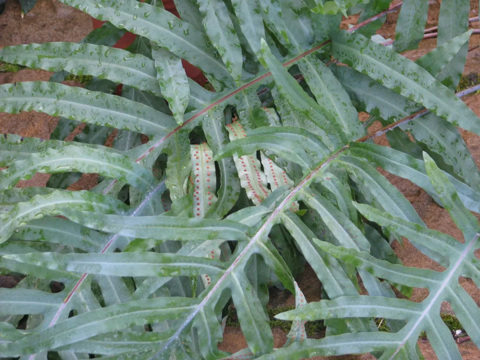 Frondes do polipódio dourado
