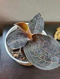 Foglie verde scuro con venature dorate Orchidea gioiello