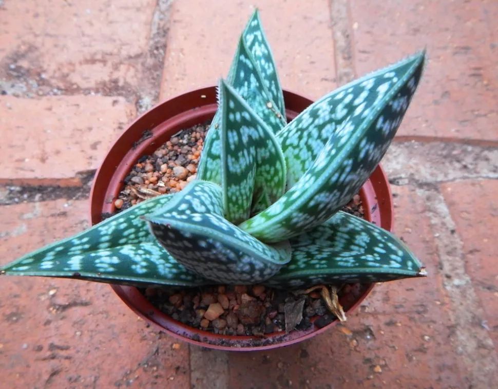 Gonialoe sladeniana en maceta