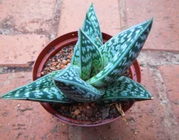 Gonialoe sladeniana in un vaso