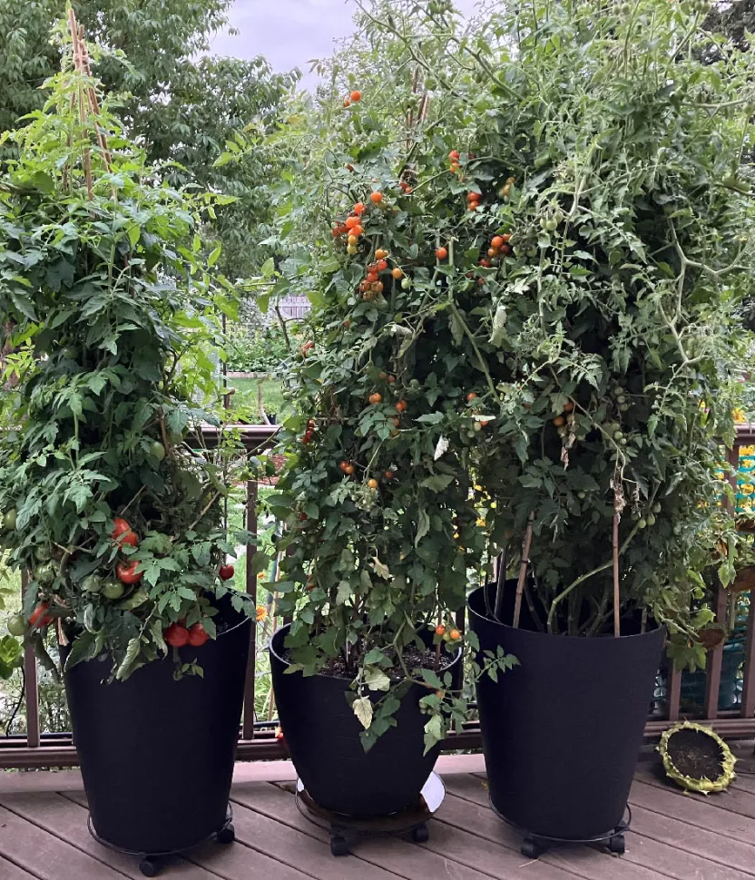 Potted cherry tomatoes