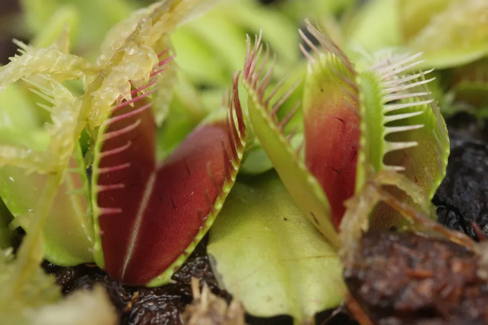 Dionée fly trap
