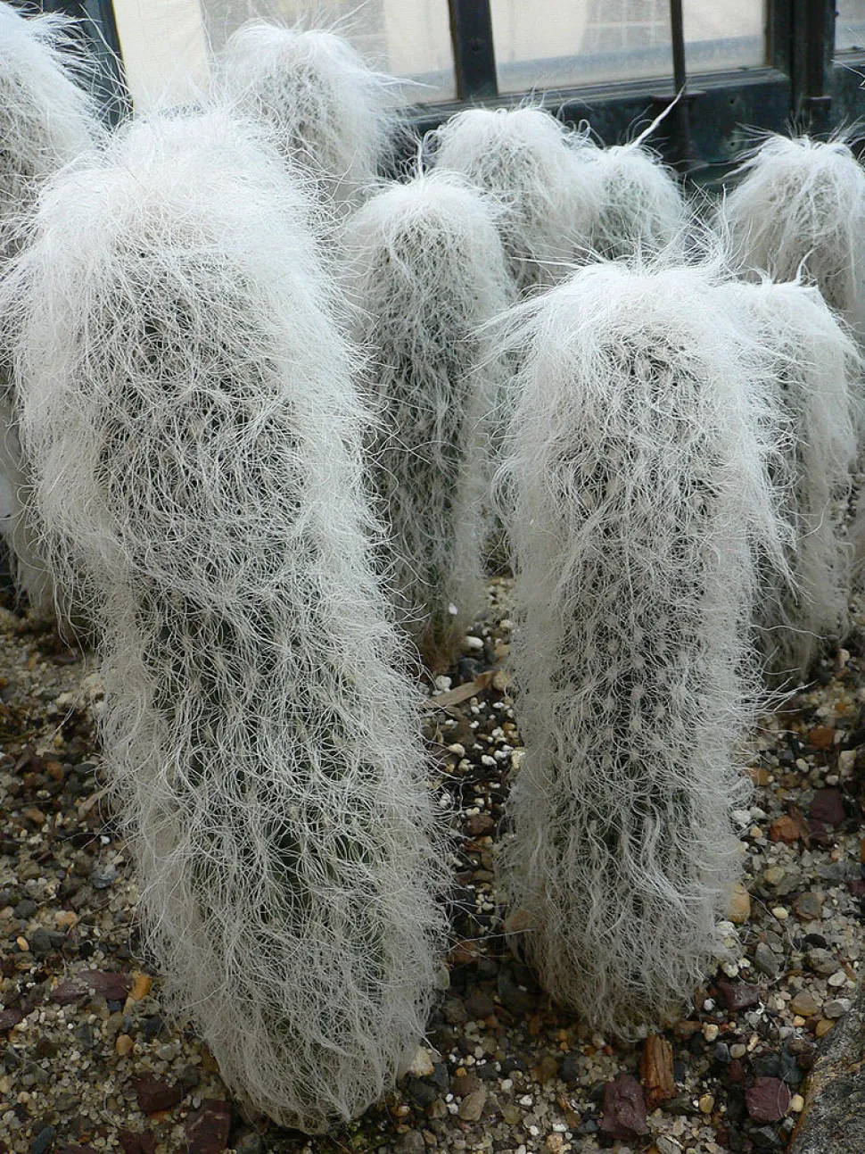 Cactus cabeza de viejo