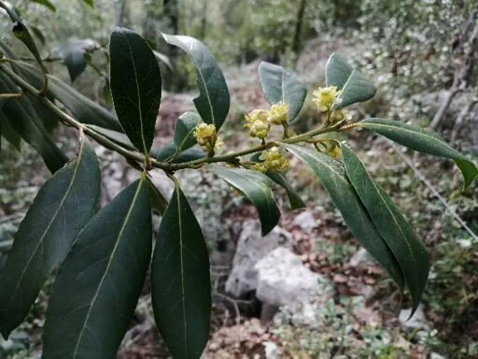 Blühender Lorbeerbaum
