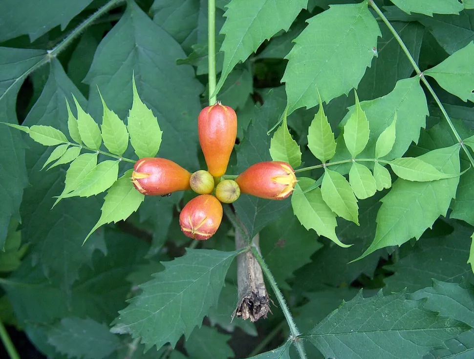 Bignone Campsis radicans