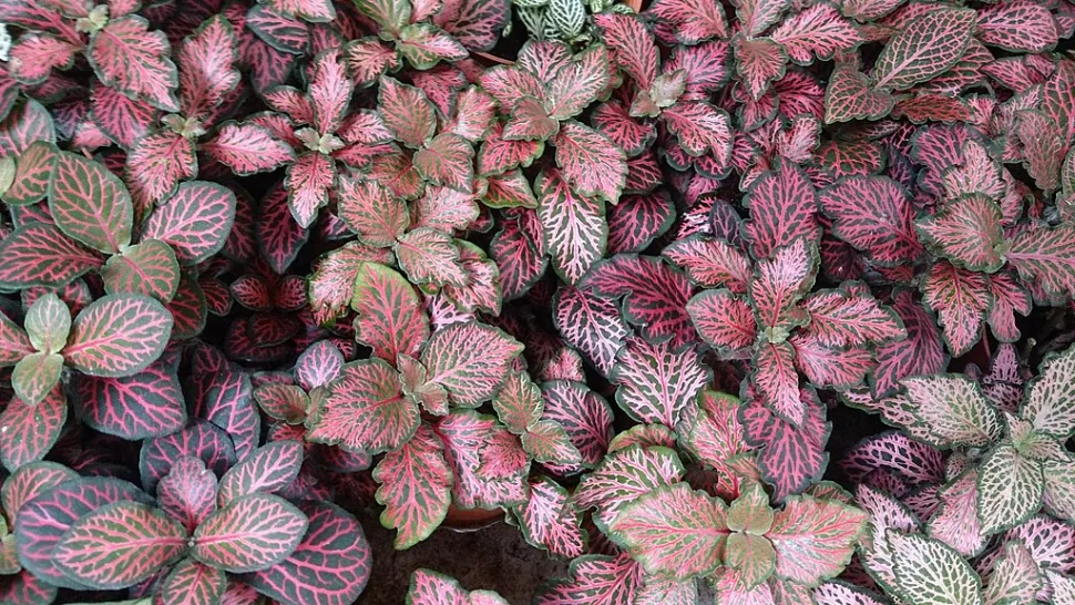 Fittonia albivenis mit roten Blättern