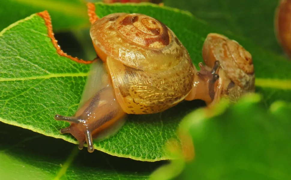 Snail on a partially eaten leaf