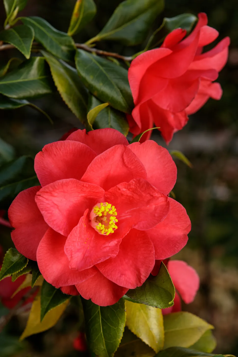 Rode bloemen Camellia 'Lady Vansittart