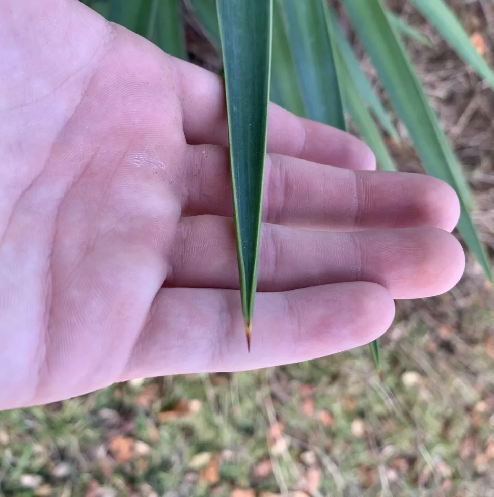 Hoja de Yucca aloifolia