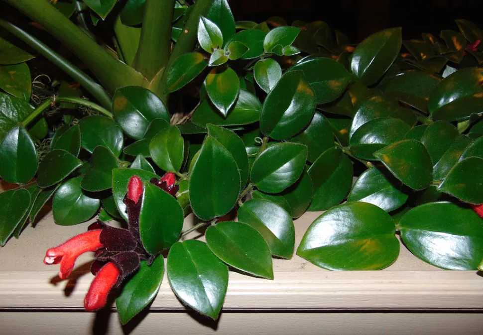 Aeschynanthus pulcher fiore rosso