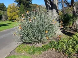 Strelitzia juncea i blomst