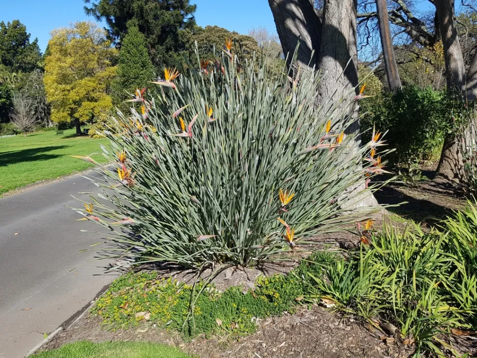 Strelitzia juncea in fiore