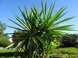 Yucca gigantea