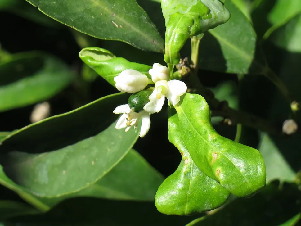 Witte bloemen Kumquat Citrus margarita