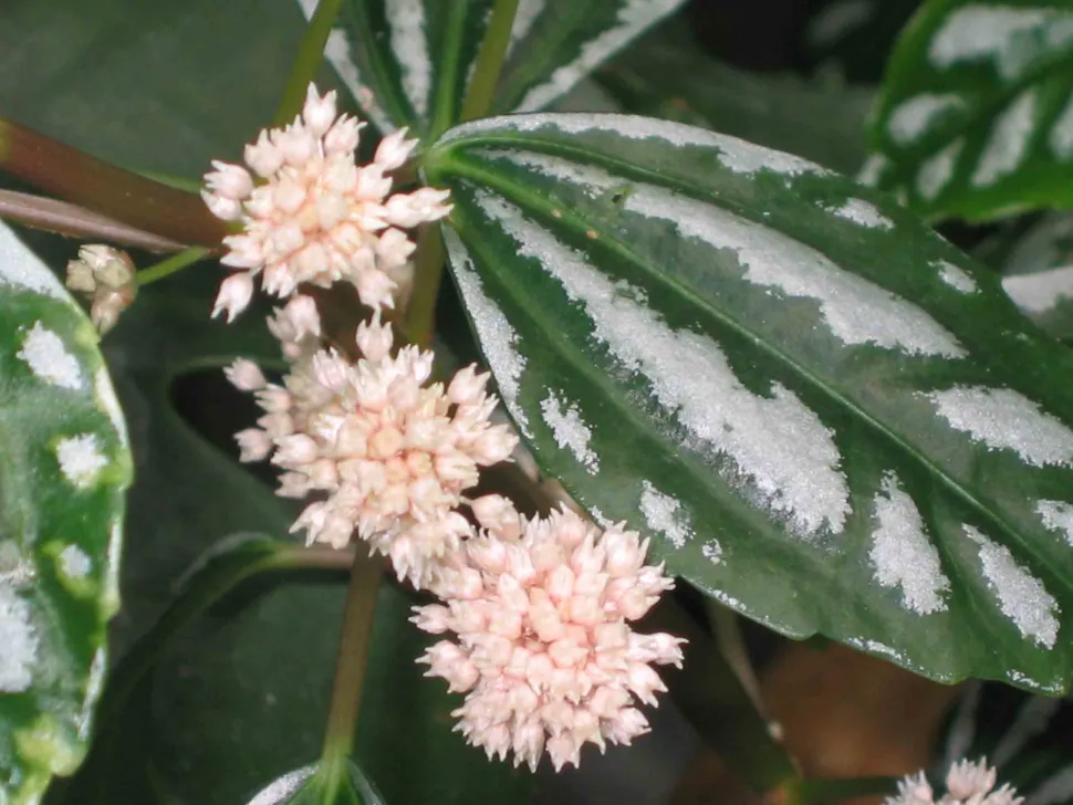 Fiori rosa di Pilea cadierei