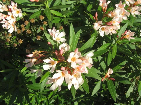 Oleander Petite Salmon Lachsblüten