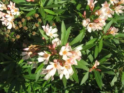 Oleander Petite Salmon zalmbloemen