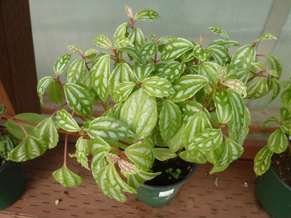 Pilea cadierei en maceta