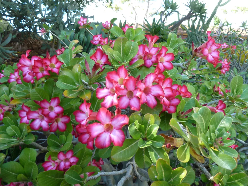 Adenium obesum flores bicolores cor-de-rosa e brancas