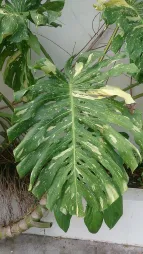Folhas verdes e brancas Monstera deliciosa albo variegata