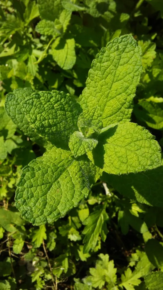 Fogliame profumato di menta