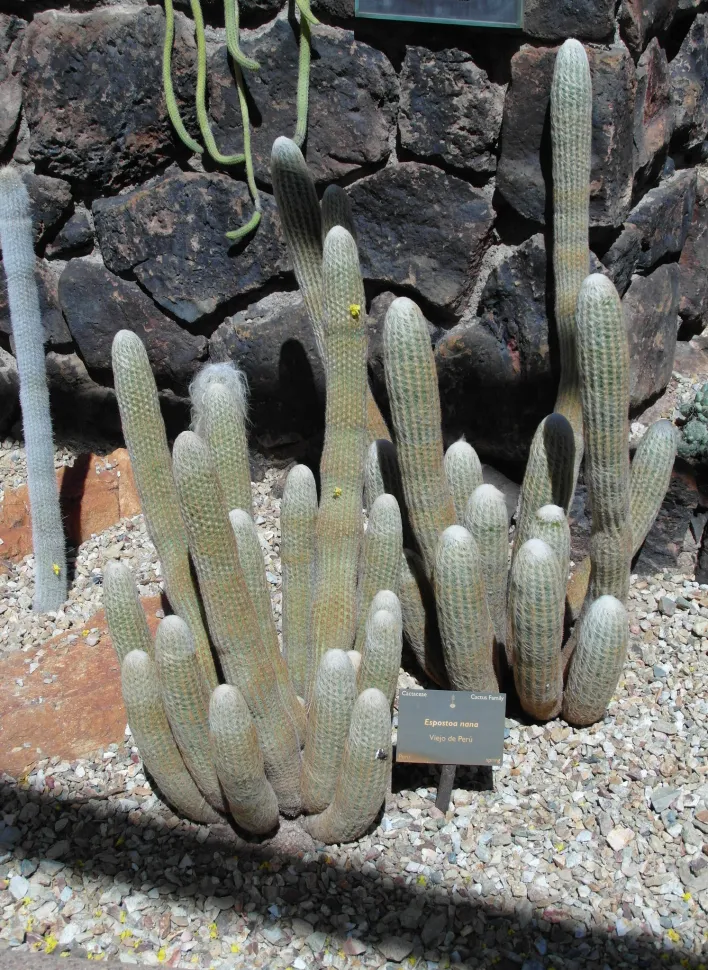 Cactus colonnaire duveteux Espostoa melanostele nana