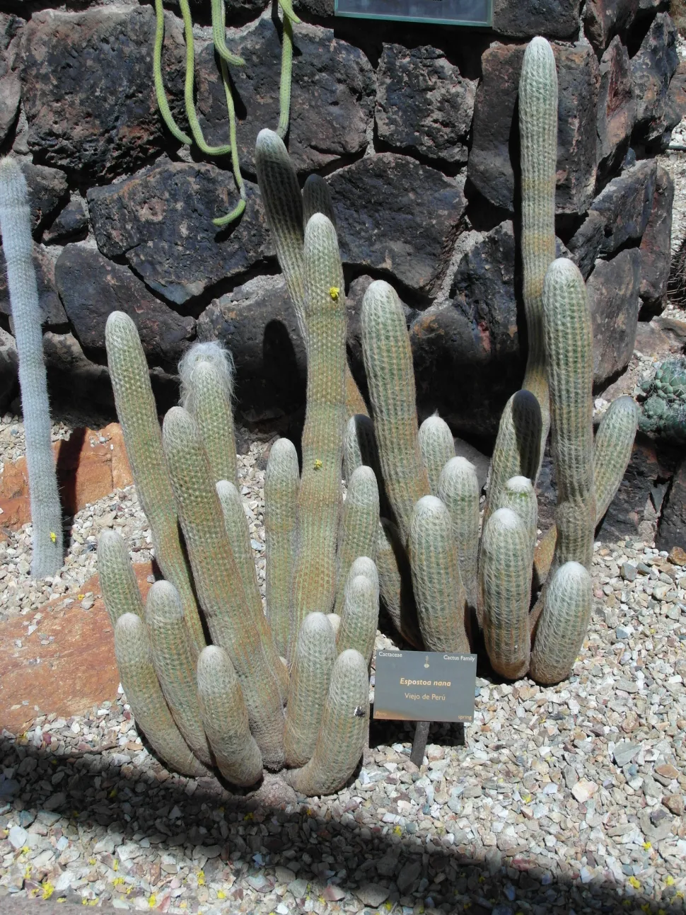 Cactus columnar Espostoa melanostele nana