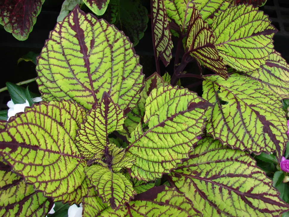 Hoja de coelius verde y violeta