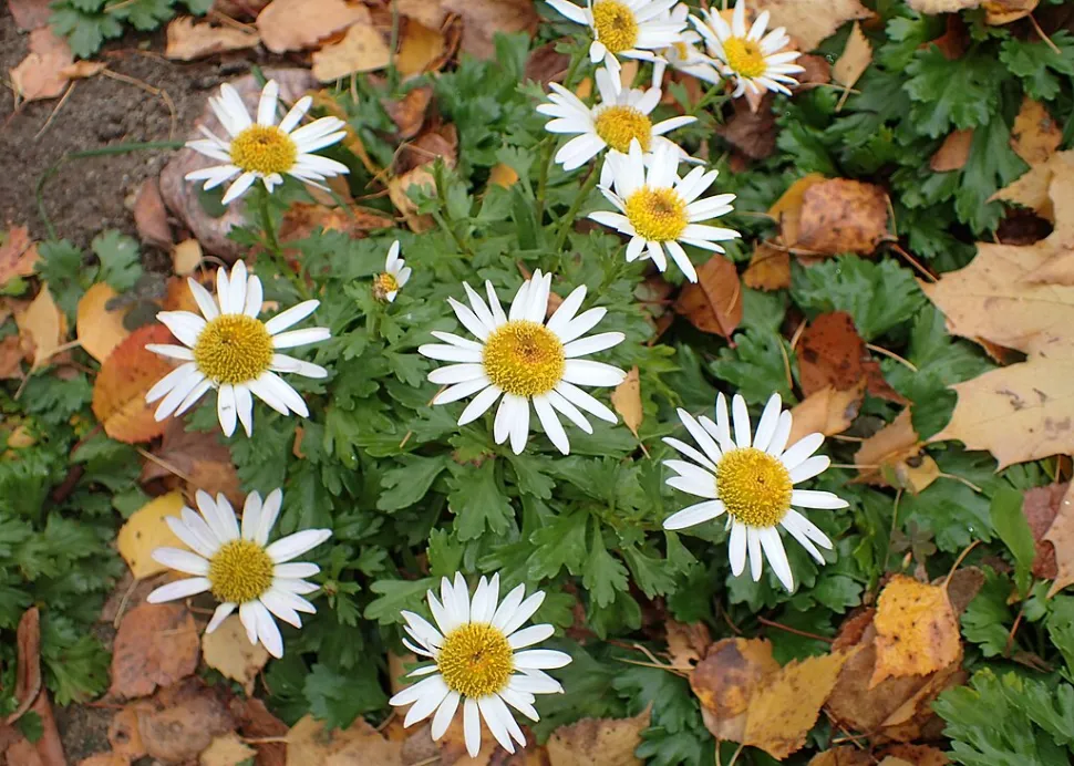 Chrysanthemum white flowers Chrysanthemum arcticum