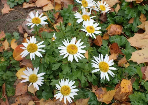 Chrysanthemum white flowers Chrysanthemum arcticum