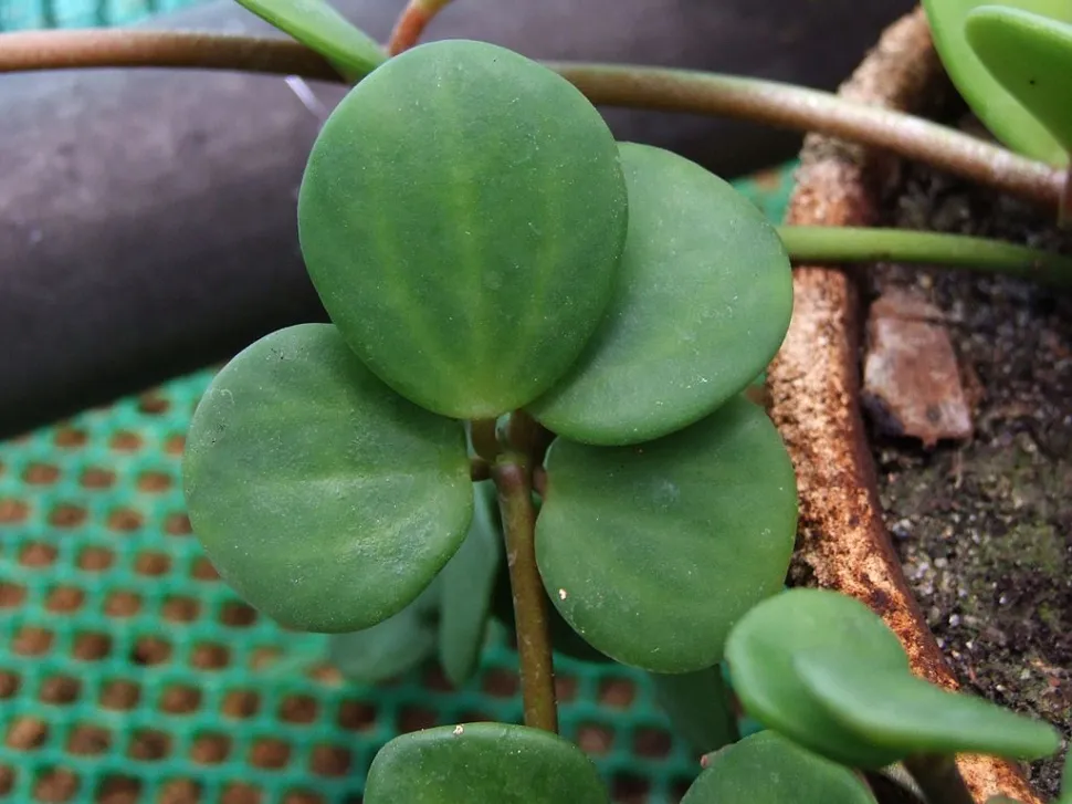 Grüne, runde Blätter von Peperomia Hope